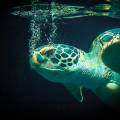 World Ocean Day 2025: Gemeinsam für saubere Meere