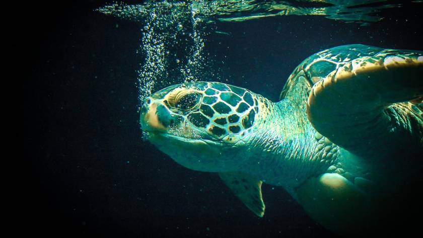 world ocean day 2025